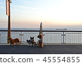 A dog and the sunset and the sea firefly 45554855