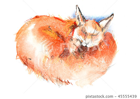 Portrait of sleeping red fox Watercolor illustration. 45555439