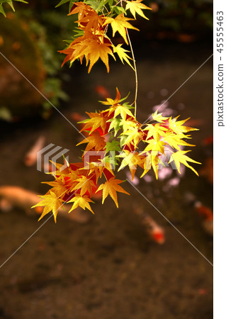 秋天的樹葉 45555463