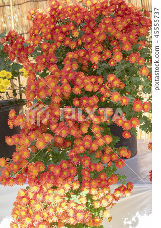 明治神宮菊花展 45555737