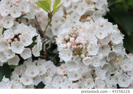 Karmia Karmia 45556228