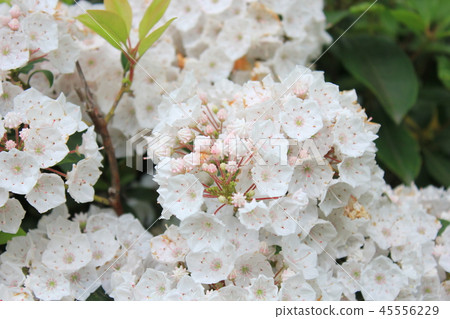 Karmia Karmia 45556229