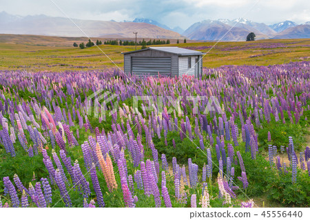 Purple full bloom lupine New Zealand  45556440