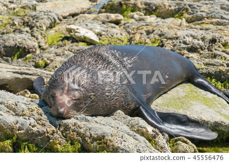 Cute sleeping seal on sea coast Cute sleeping seal on sea coast 45556476