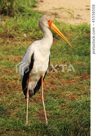 Yellow-billed stork - Mycteria ibis 45556508