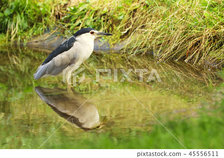 Black-crowned night heron (Nycticorax nycticorax) Black-crowned night heron (Nycticorax nycticorax) 45556511