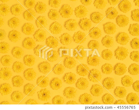 菊花 45556765