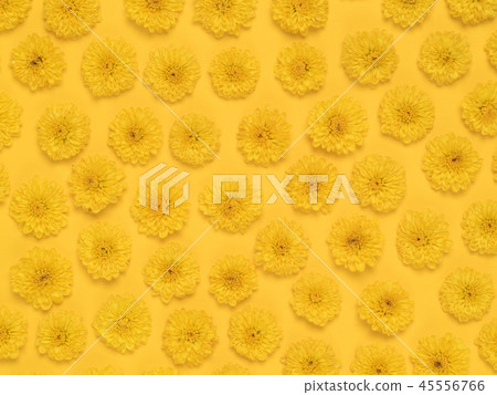 菊花 菊花 45556766