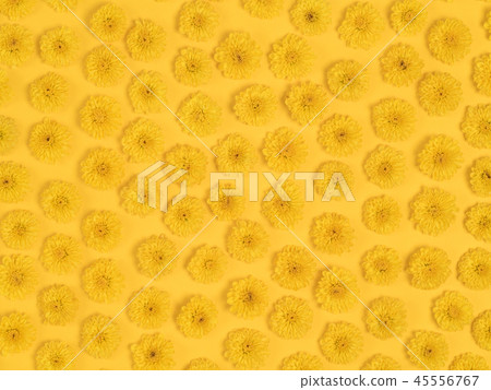 菊花 45556767