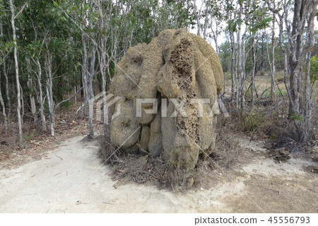 Anthill在澳大利亞 45556793