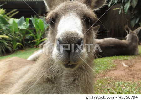 袋鼠前傾 45556794