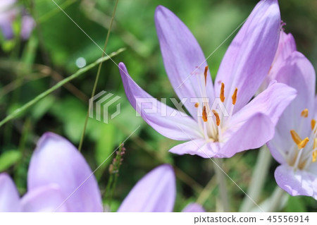 Canine saffron flowers Canine saffron flowers 45556914