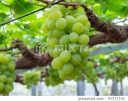 岡山縣亞歷山大麝香葡萄採摘 45557141