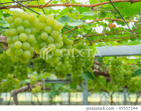 Okayama Prefecture Grape Farm - Muscat of Alexandria Farm Okayama Prefecture Grape Farm - Muscat of Alexandria Farm 45557144