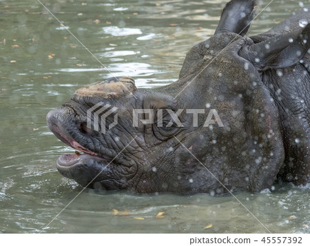 Indian Ring 45557392