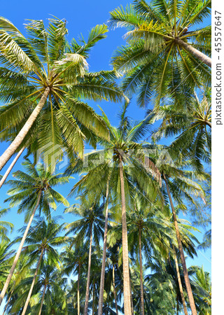 palms tree palms tree 45557647