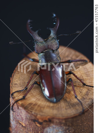 Lady beetle Lady beetle 45557763