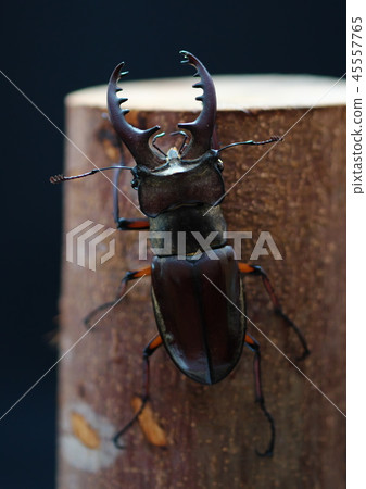 Anchovy insect Anchovy insect 45557765