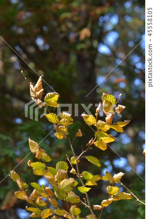 Hyu-gazushi leaves 45558105