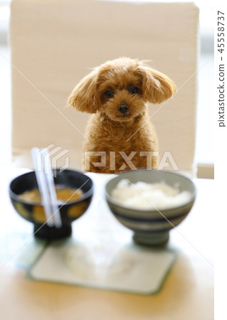 玩具貴賓犬 玩具貴賓犬 45558737