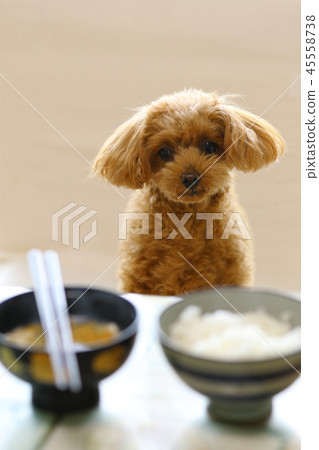 玩具貴賓犬 玩具貴賓犬 45558738