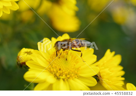 Kigoshishana 45558832