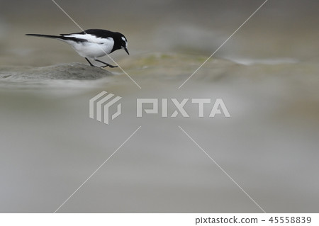 Seguro Sekirei foraging in the Tama River 45558839