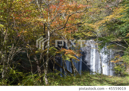 Autumn leaves Autumn leaves 45559019