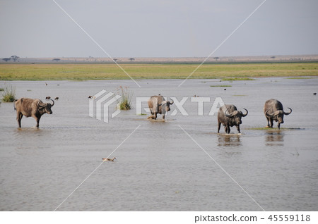 Amboseli National Park Buffalo Amboseli National Park Buffalo 45559118