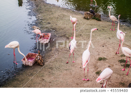 Pink flamingos on a sandy cape near the lake Pink flamingos on a sandy cape near the lake 45559480