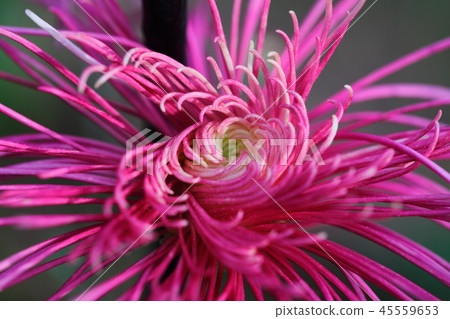 Chrysanthemum (Matsusaka Ito purple) 45559653