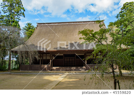 Blue sky and vine forest auditorium ruins 45559820