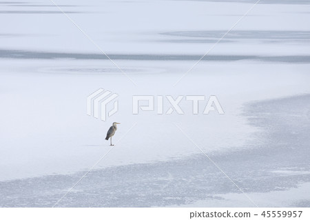 Heron on the lake surface 45559957