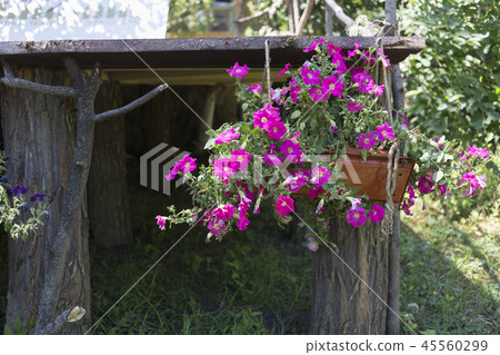Ampelous flowers on flowerpot at garden house. Ampelous flowers on flowerpot at garden house. 45560299