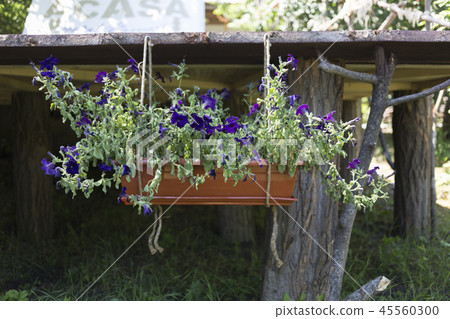 Ampelous flowers on flowerpot at garden house. Ampelous flowers on flowerpot at garden house. 45560300