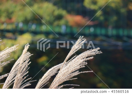 Susukino和吊橋,秋天圖像 Susukino和吊橋,秋天圖像 45560516