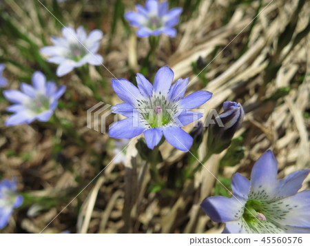 Oze Tate Yamarindou(日本Oze國家公園的龍膽) Oze Tate Yamarindou(日本Oze國家公園的龍膽) 45560576