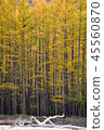 Pine trees in the leaves color change. 45560870