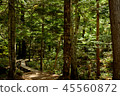 Walking trail in the green jungle. 45560872