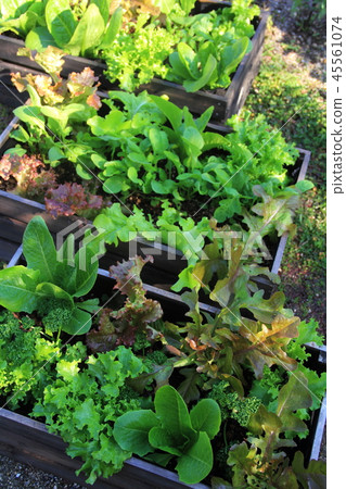 容器種植蔬菜 容器種植蔬菜 45561074