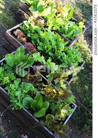 Container grow vegetables Container grow vegetables 45561078