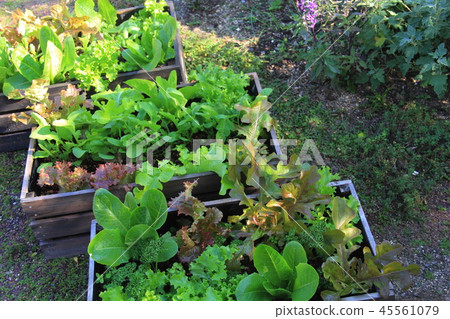 Container grow vegetables Container grow vegetables 45561079