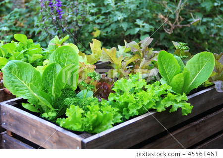 容器種植蔬菜 45561461