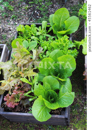 容器種植蔬菜 45561462