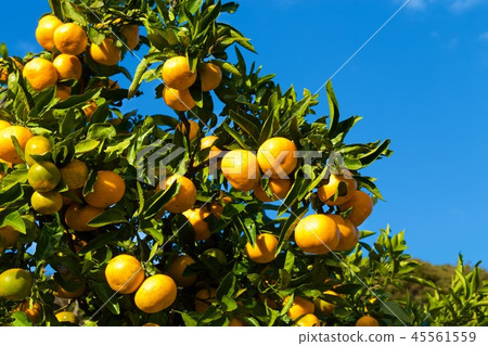 想要海溫州桔子的伊豆的橙色庭院 45561559