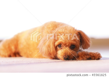 玩具貴賓犬 玩具貴賓犬 45561825