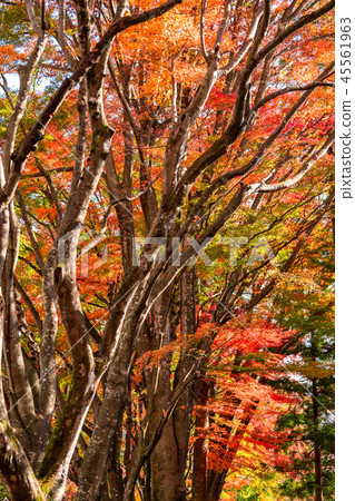 “山梨縣”富士河口湖町，Momiji Corridor 45561963