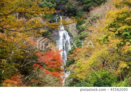 Kanba秋葉的秋天 45562095