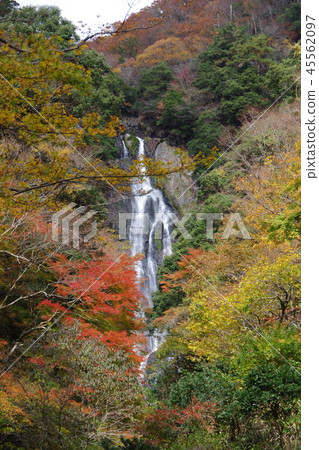 Kanba秋葉的秋天 45562097