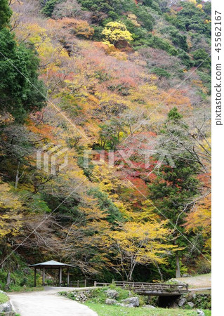 Fall of the autumn leaves of Kanba 45562167